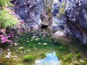 lethra spring